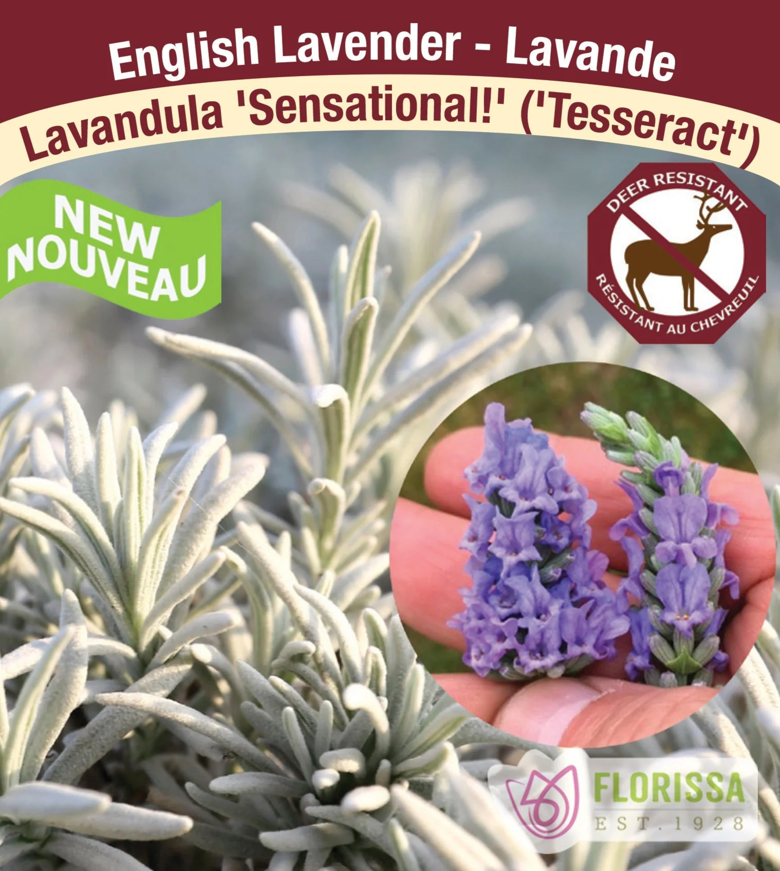 Lavender - Sensational!, 1 Pack