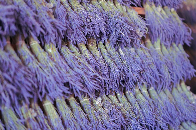 Lavender - Sensational!, 1 Pack - Image 2