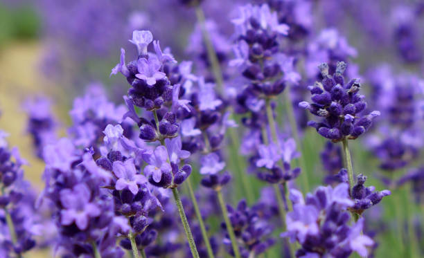 English Lavender – Super Blue, 1 Pack - Image 2