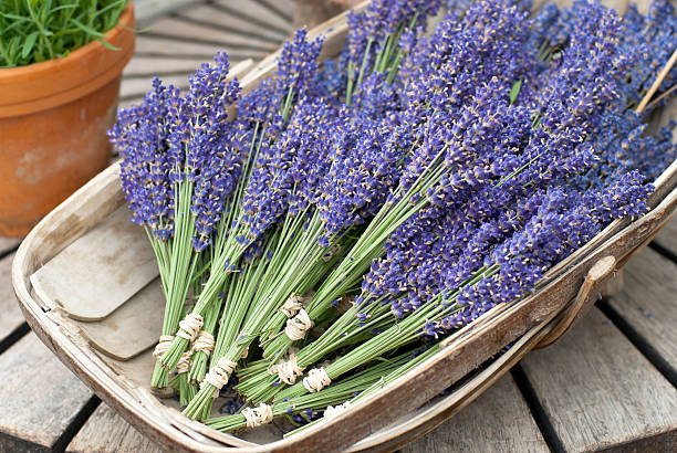 English Lavender – Super Blue, 1 Pack - Image 3