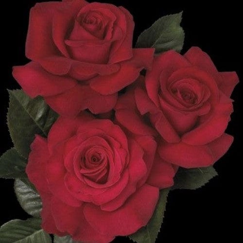 Let Freedom Ring - Weeks Rose - Image 2