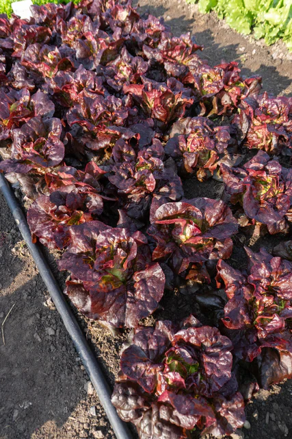Lettuce Amaze - West Coast Seeds - Image 2