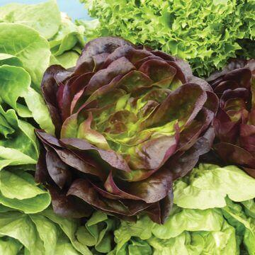 Lettuce Bronze Mignonette International - Aimers Seeds - Image 2