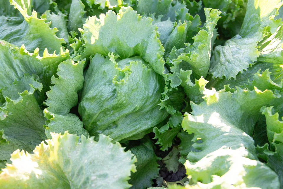 Lettuce Calmar - West Coast Seeds - Image 2