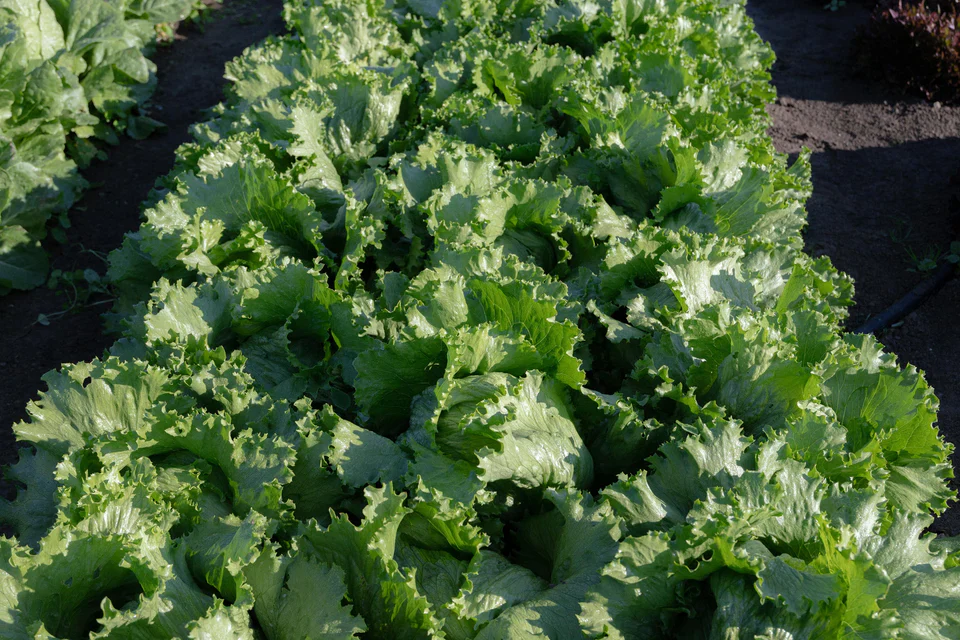 Lettuce Calmar - West Coast Seeds - Image 3