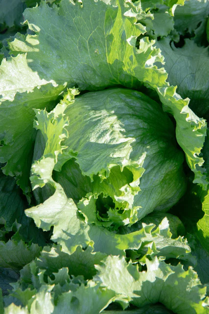 Lettuce Calmar - West Coast Seeds - Image 4