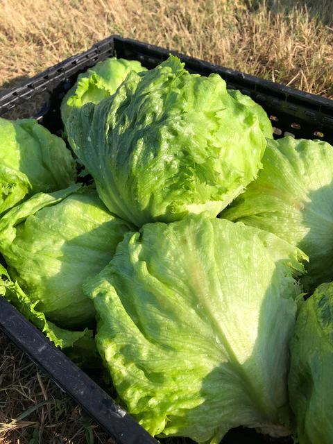 Lettuce Calmar - West Coast Seeds - Image 5