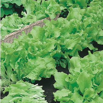 Lettuce Grand Rapids Seed Tape - Mr. Fothergill's Seeds