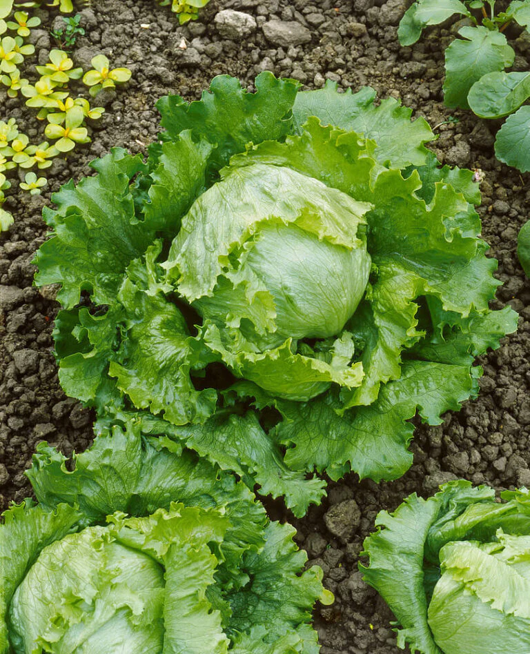 Lettuce Great Lakes  - Ontario Seed Company