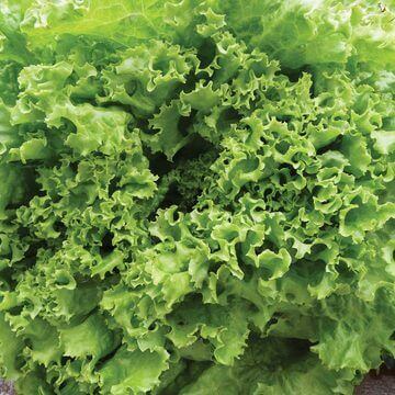 Lettuce Green Ice International - Aimers Seeds - Image 2