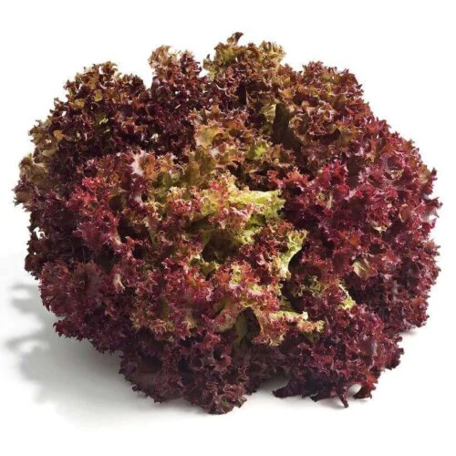 Lettuce Lolla Rosso - Ontario Seed Company