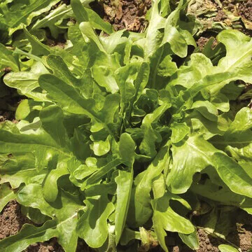 Lettuce Oakleaf - Ontario Seed Company