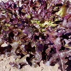 Lettuce Red Oakleaf - Ontario Seed Company