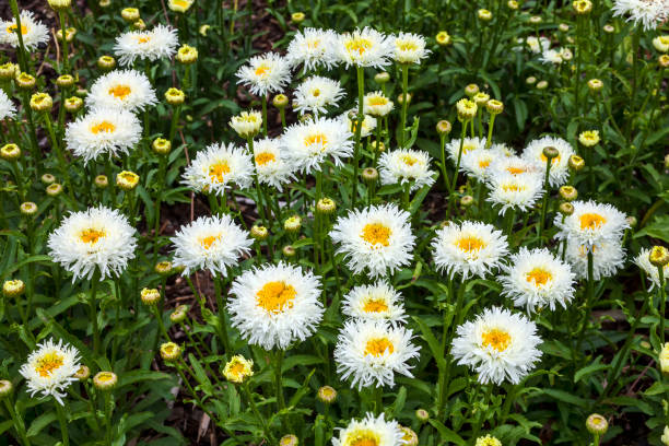 Shasta Daisy - Aglaia, 1 Pack - Image 2