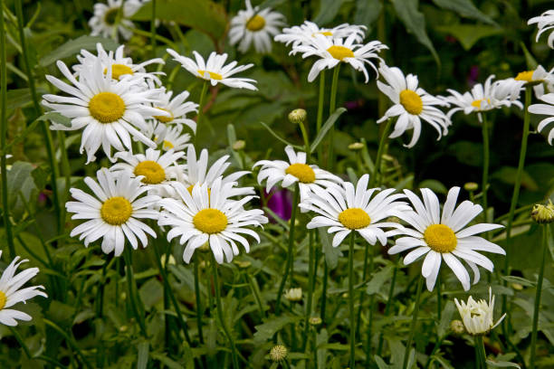 Shasta Daisy - Becky, 1 Pack - Image 2