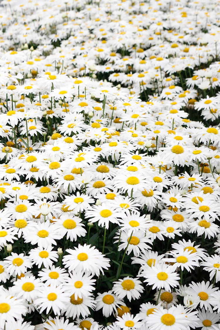 Shasta Daisy - Snowcap, 1 Pack - Image 2