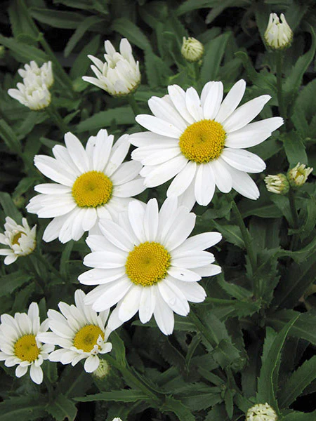 Shasta Daisy - Snowcap, 1 Pack - Image 3