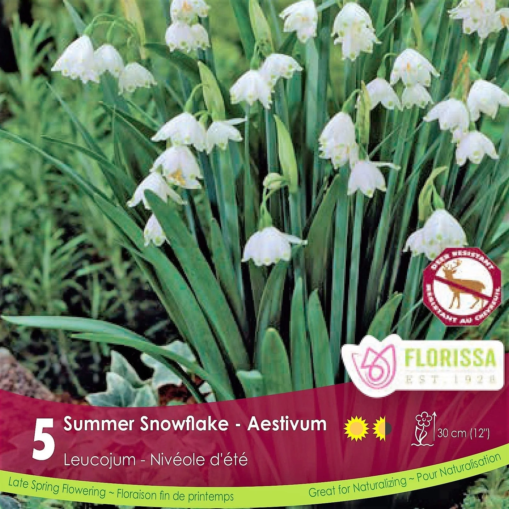 Leucojum - Summer Snowflake, Aestivum, 5 Pack