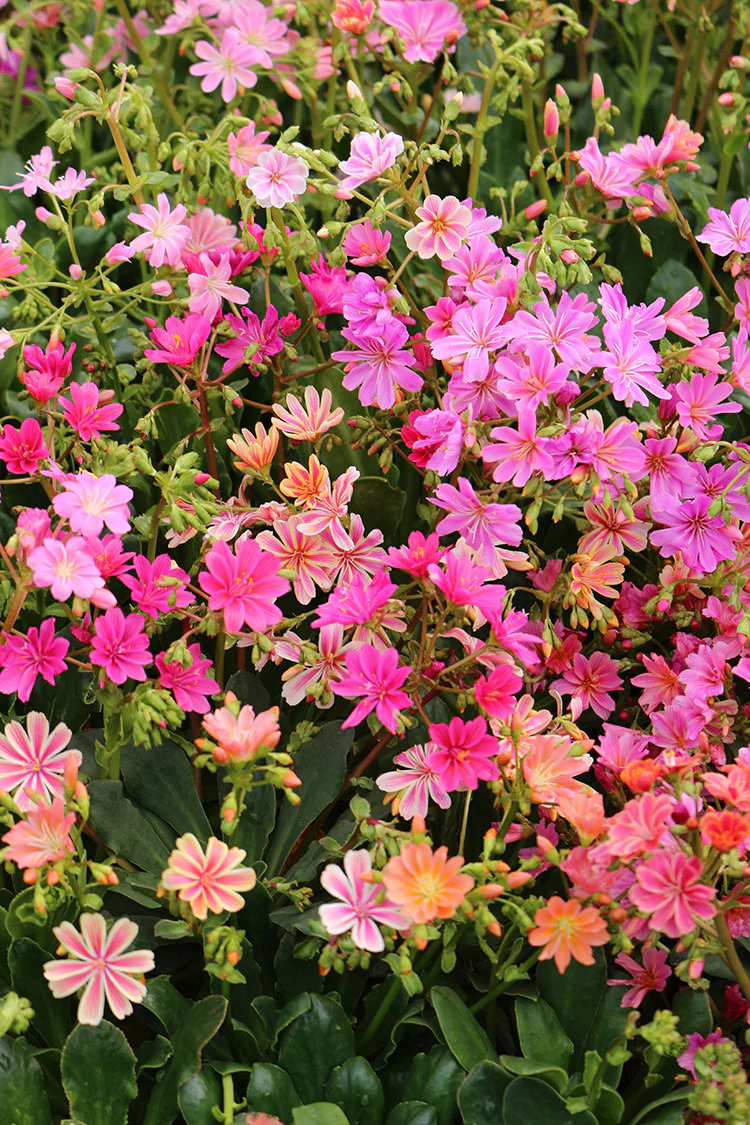 Lewisia Cotyledon - Sunset Strain, 1 Pack - Image 2