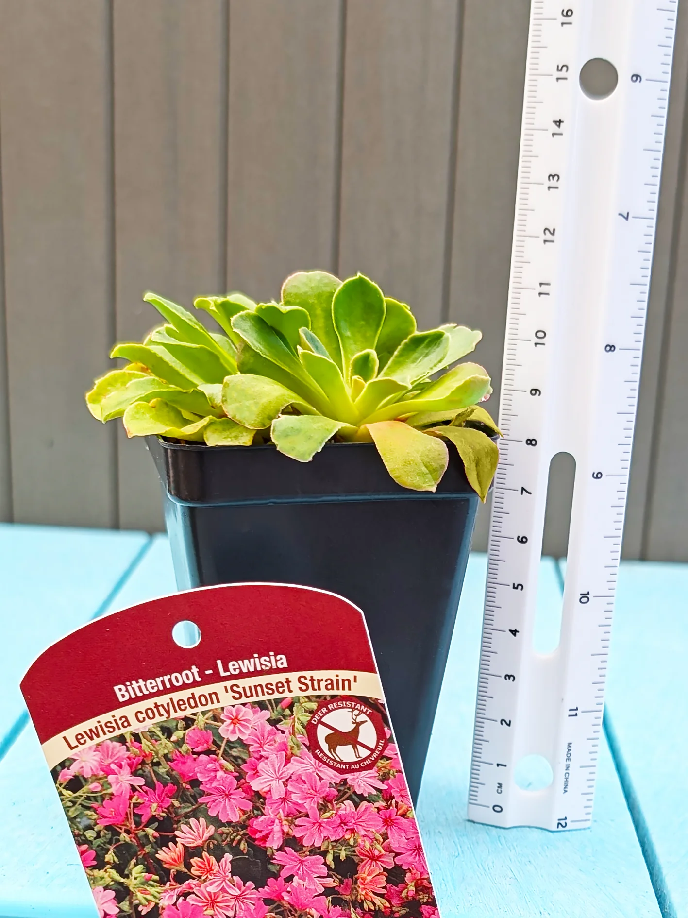 Lewisia Cotyledon - Sunset Strain, 1 Pack - Image 3