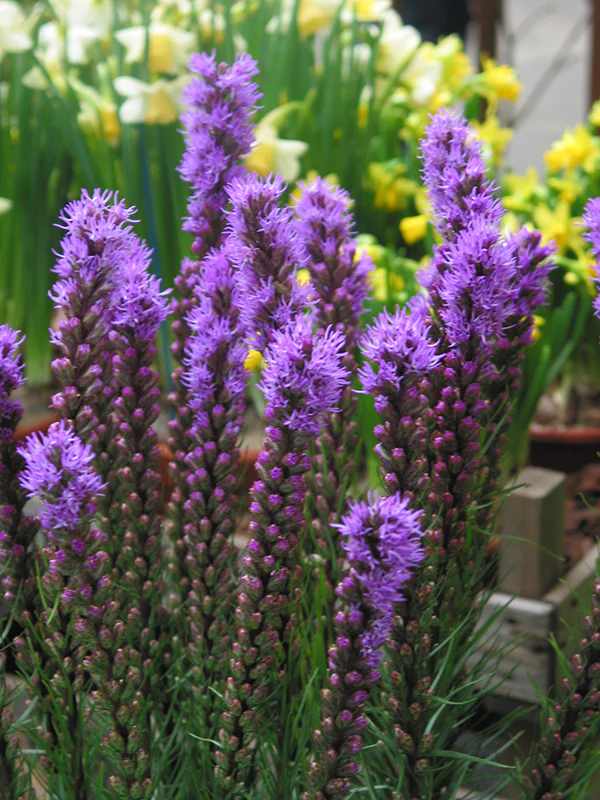Liatris spicata, 1 Pack - Image 2