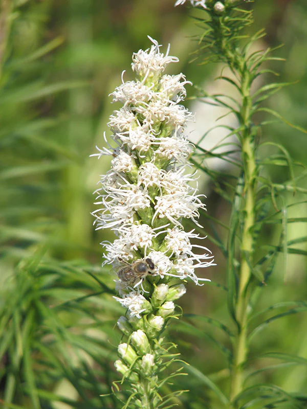 Liatris spicata - Floristan White, 1 Pack - Image 2