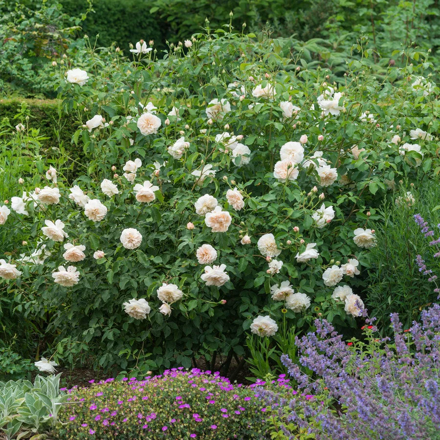 Lichfield Angel - David Austin Rose - Image 2