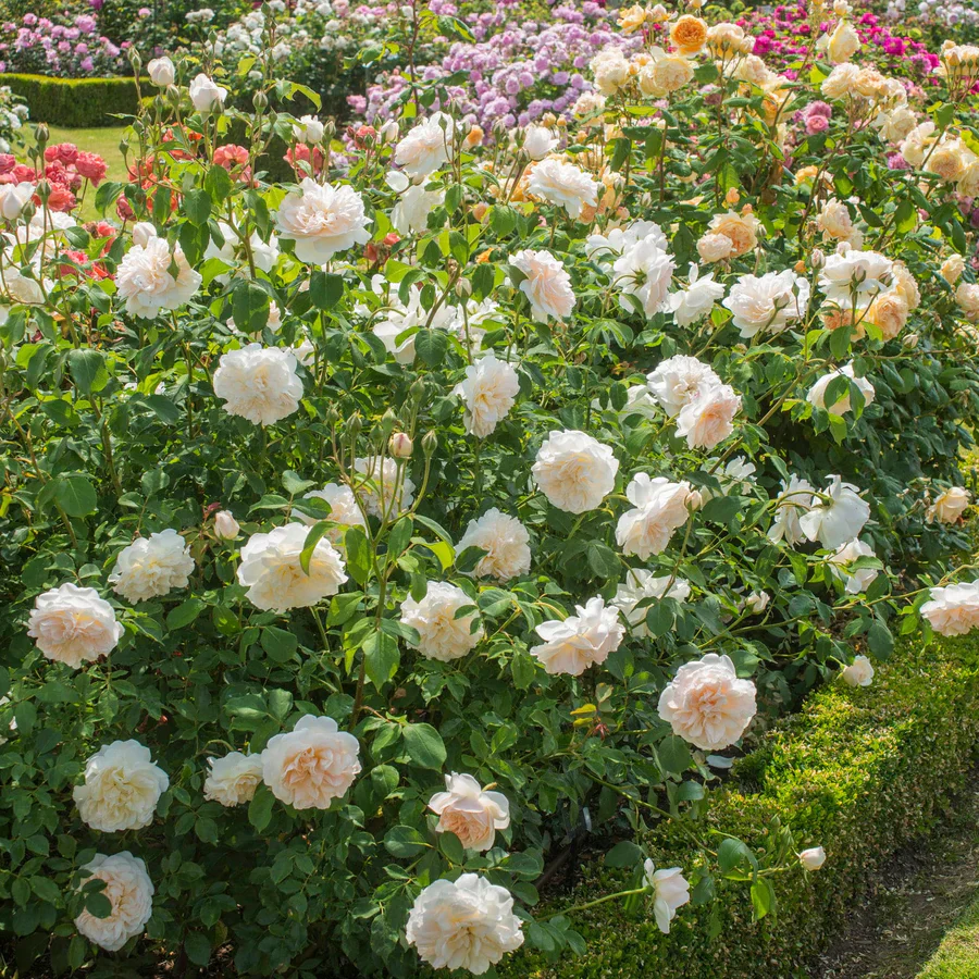 Lichfield Angel - David Austin Rose - Image 3