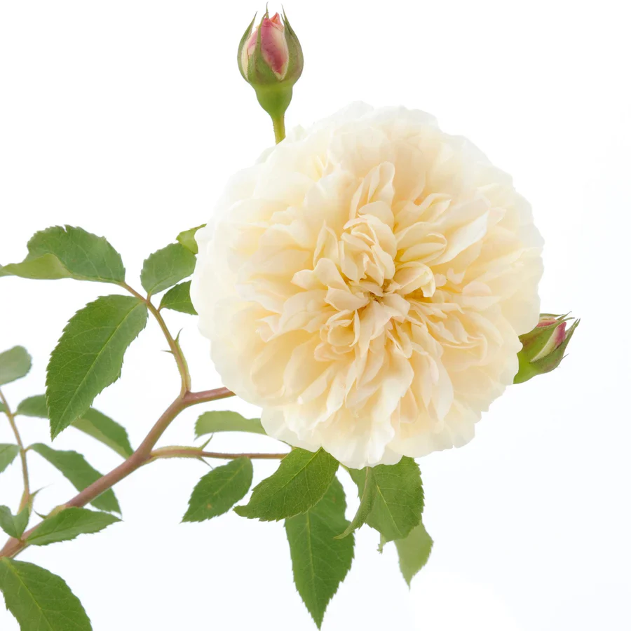 Lichfield Angel - David Austin Rose - Image 4