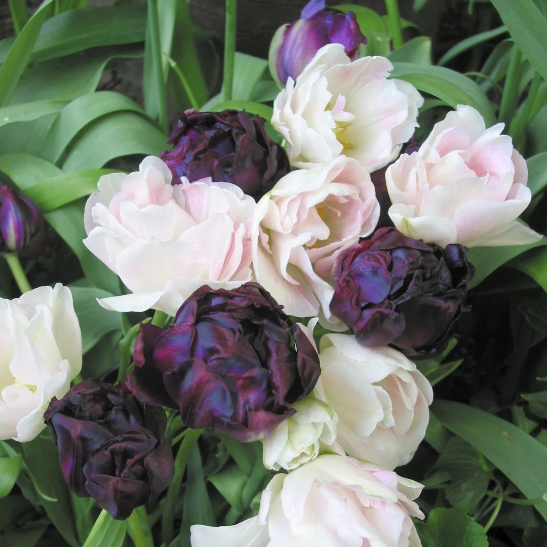 Tulips - Licorice Twist, Colourful Companions, 14 Pack - Image 2
