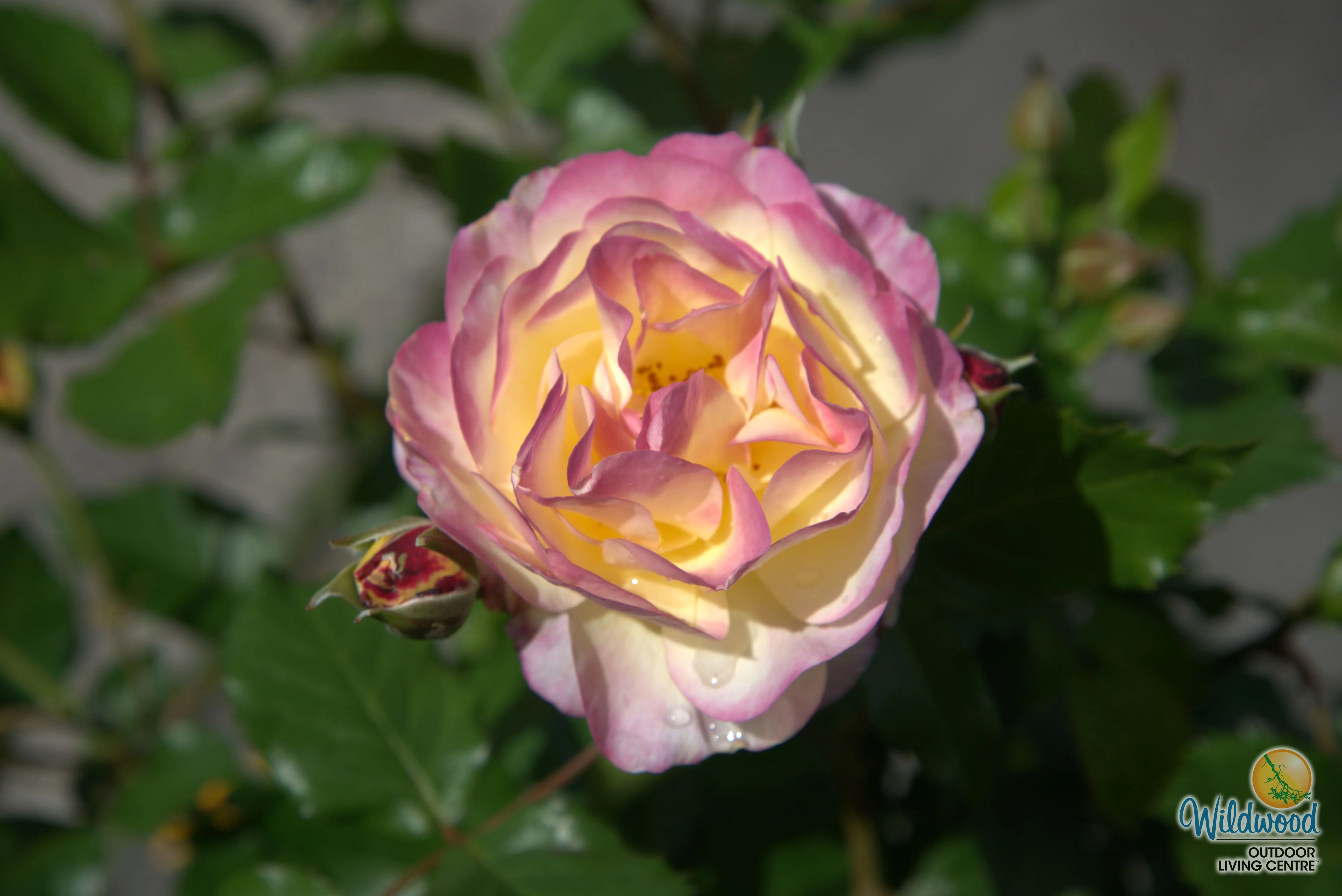 Life of the Party - Weeks Rose - Image 2