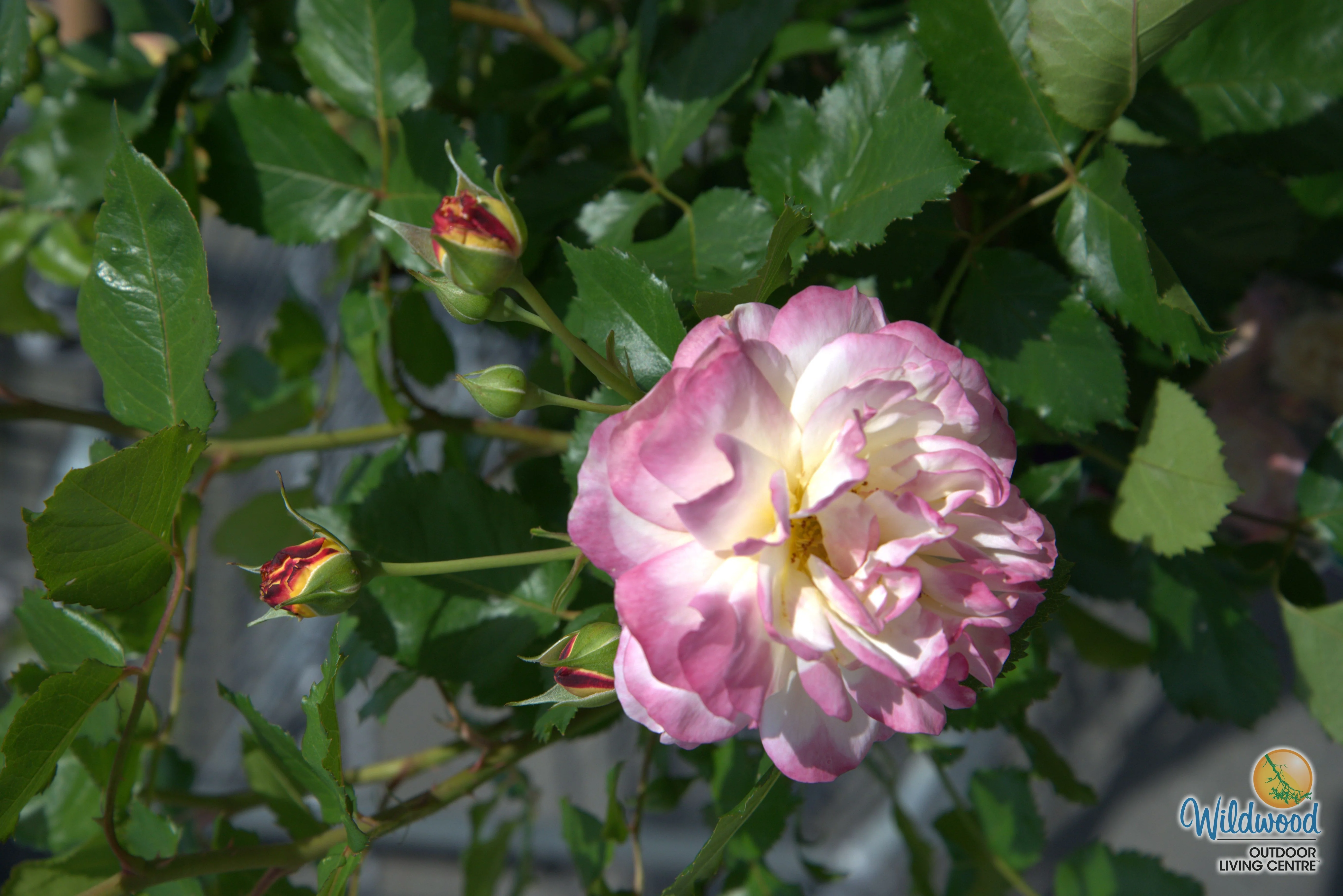 Life of the Party - Weeks Rose - Image 3