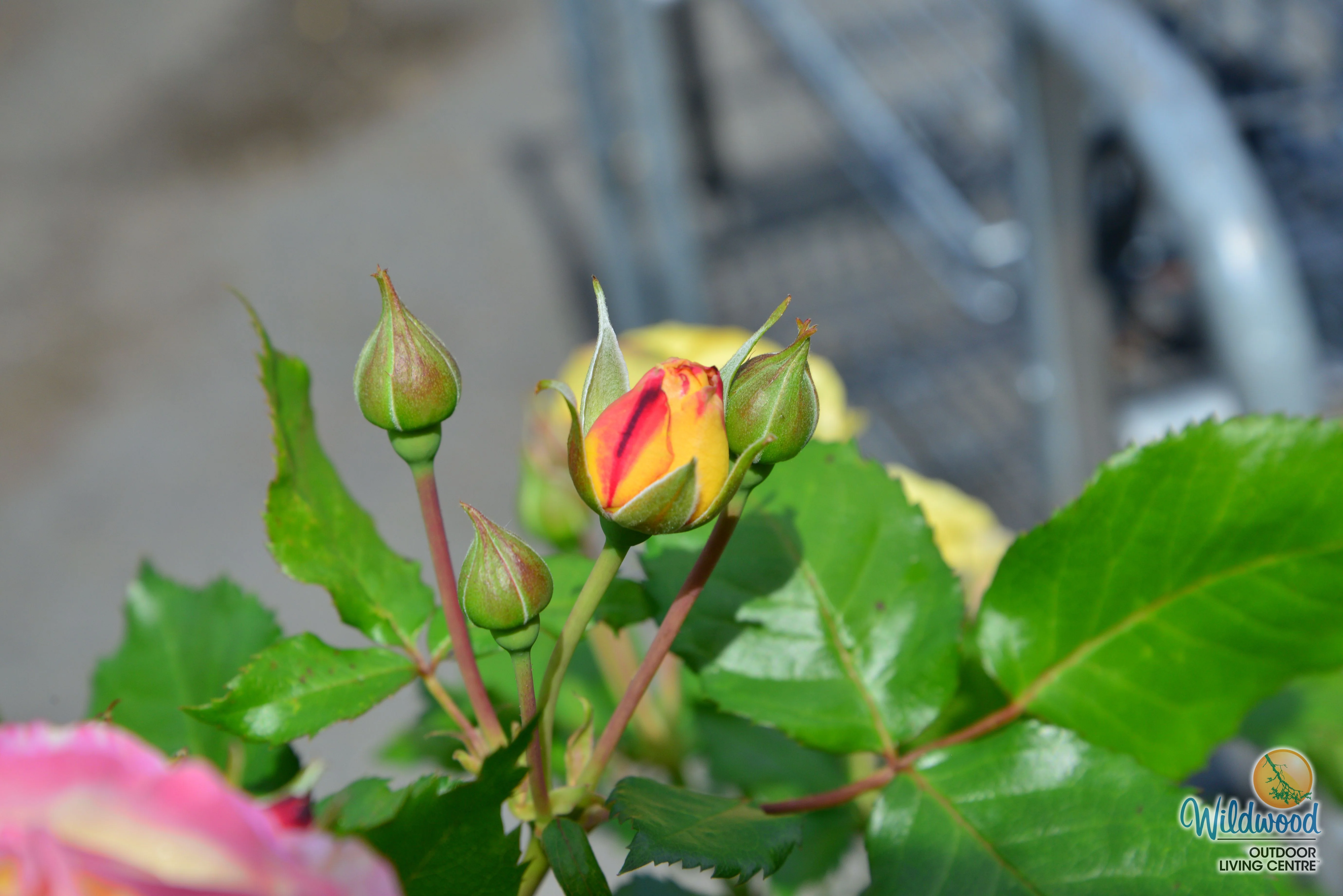 Life of the Party - Weeks Rose - Image 4