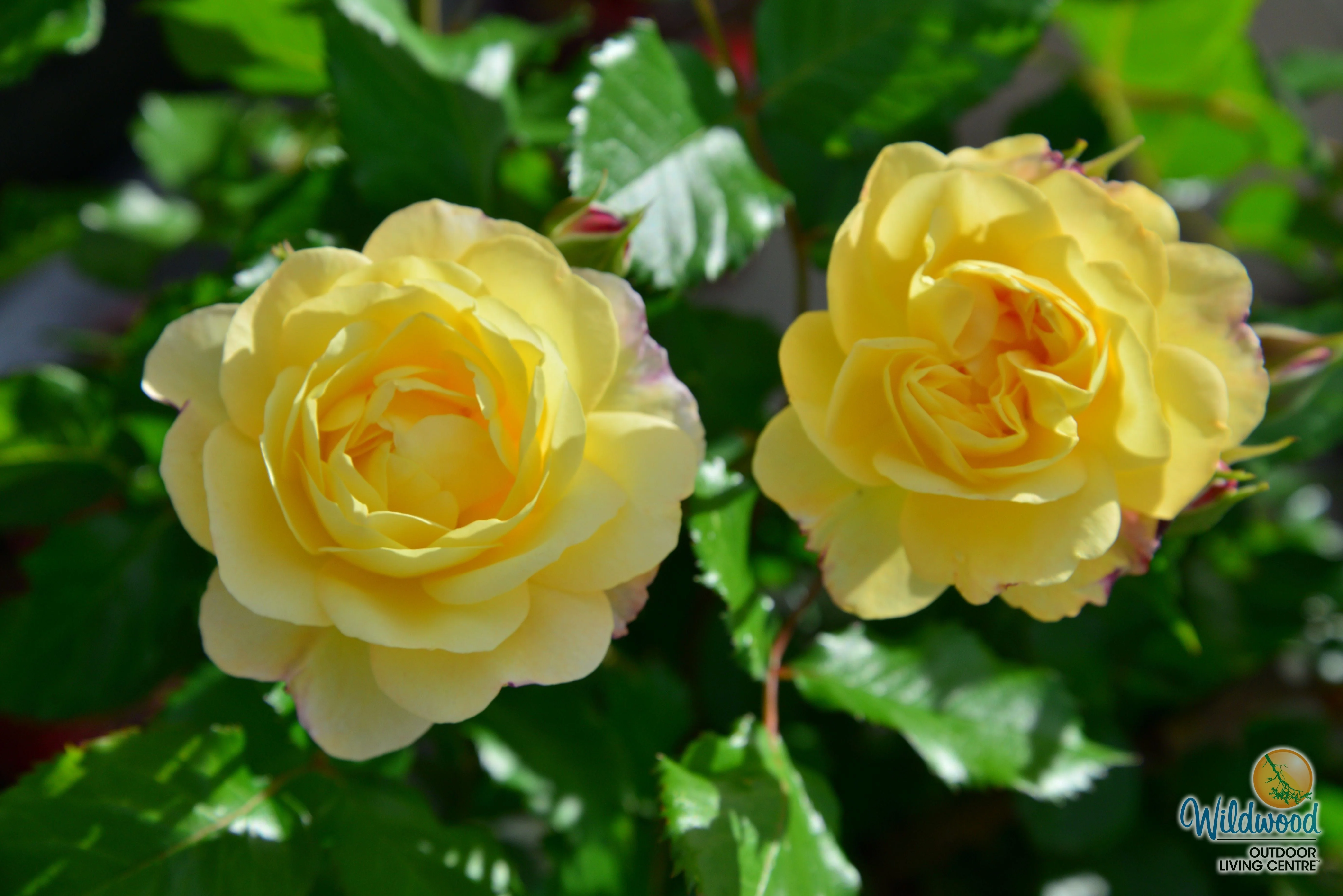 Life of the Party - Weeks Rose - Image 5
