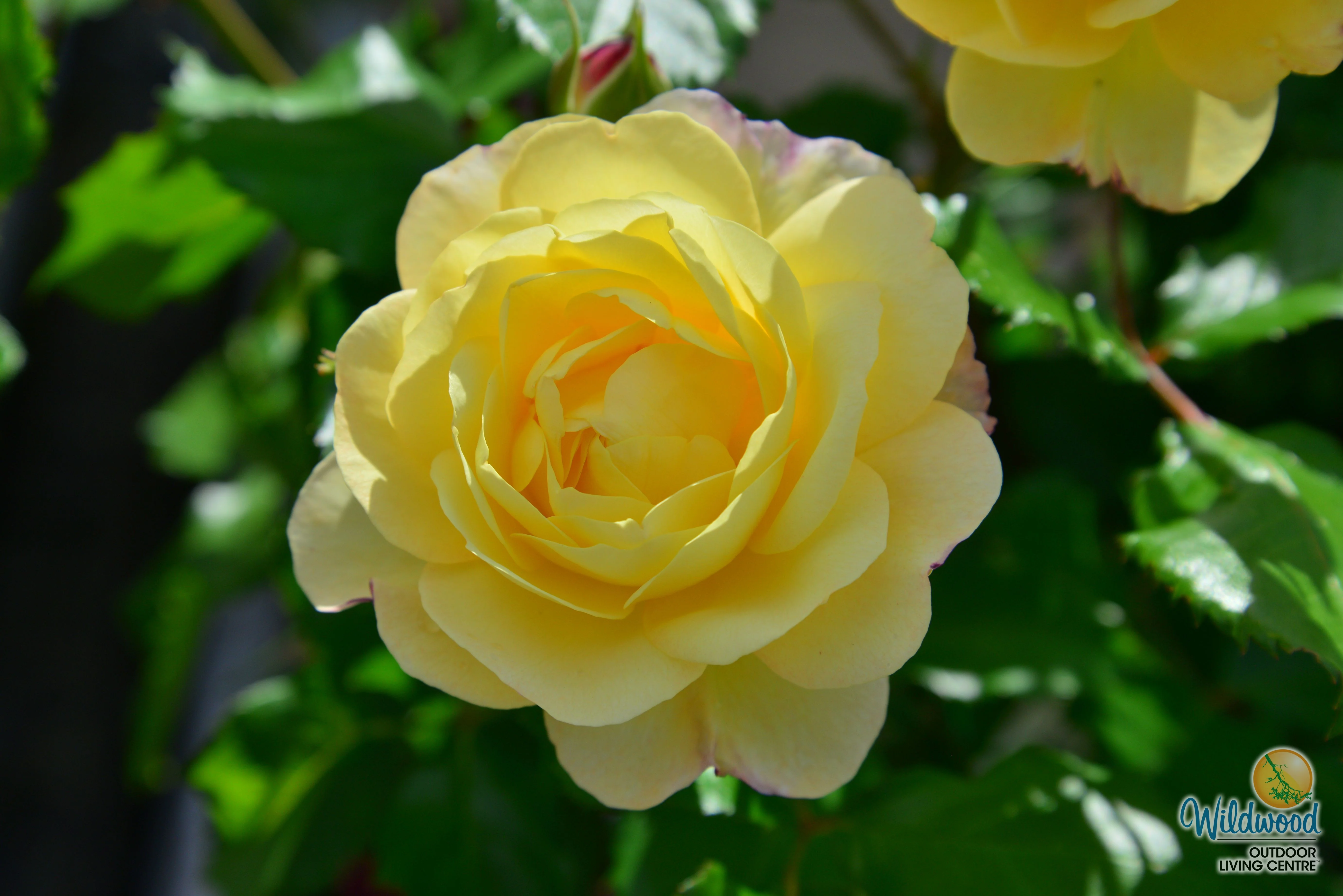 Life of the Party - Weeks Rose - Image 6