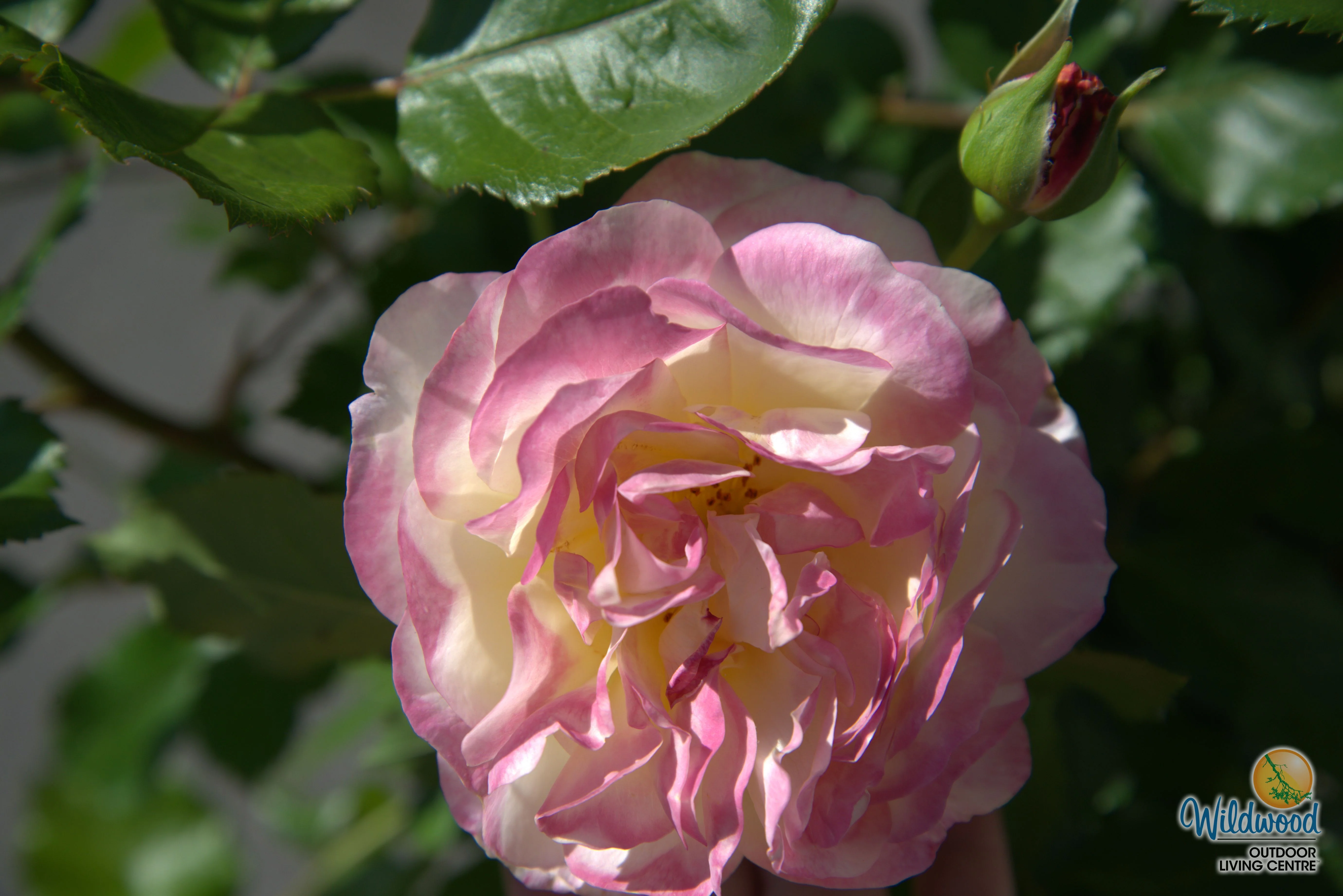 Life of the Party - Weeks Rose - Image 8