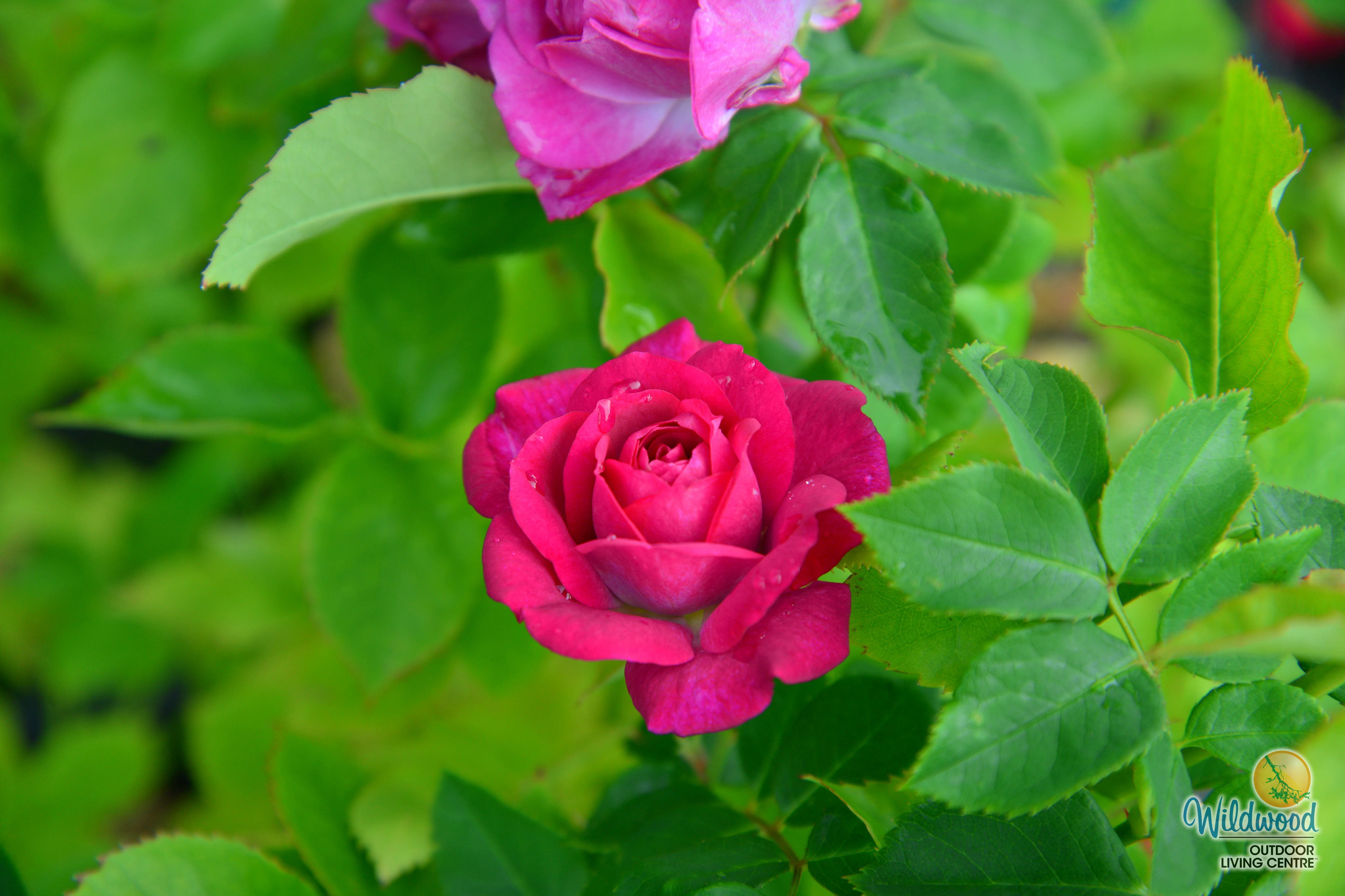 Life's Little Pleasures - Weeks Rose - Image 10