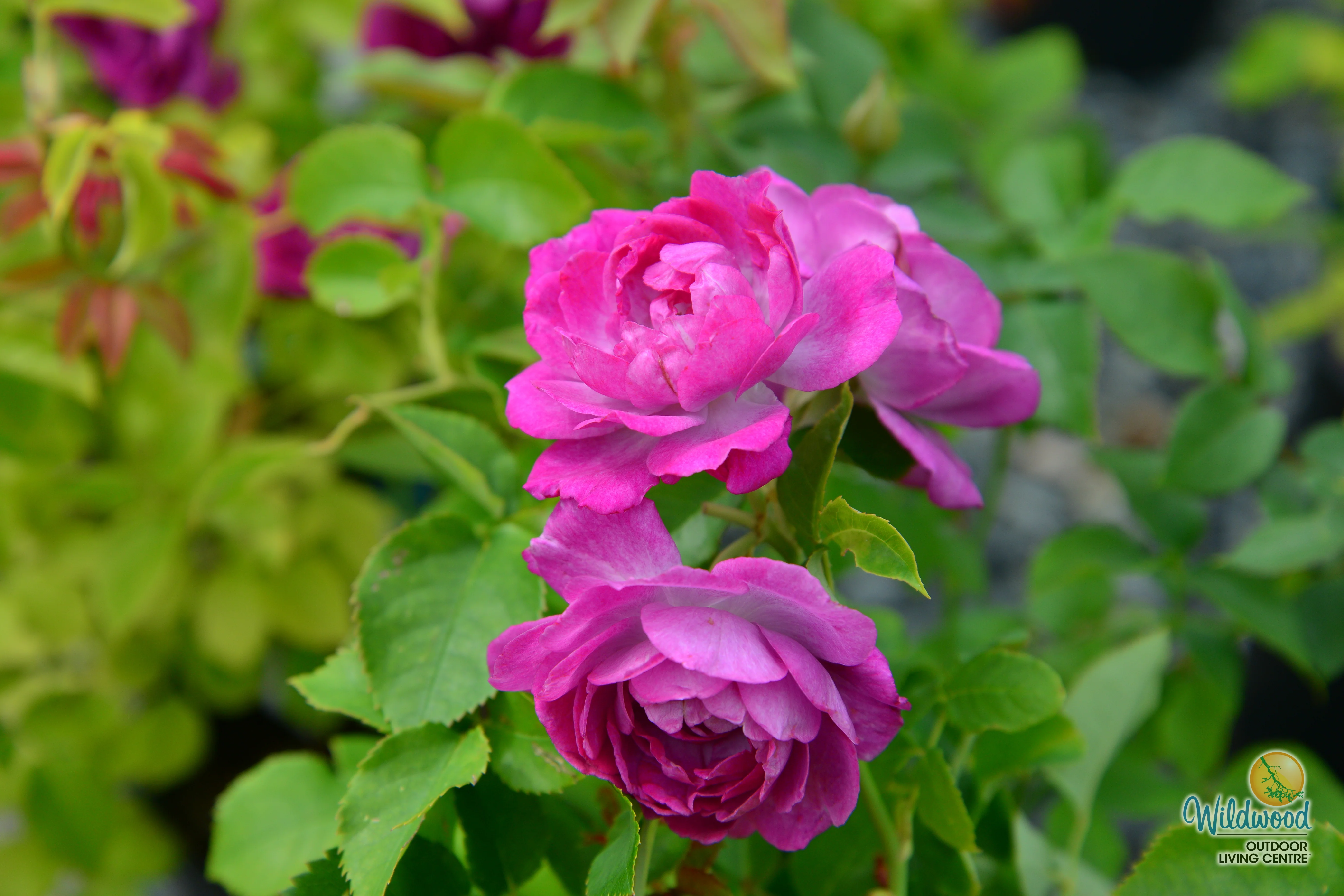 Life's Little Pleasures - Weeks Rose - Image 2
