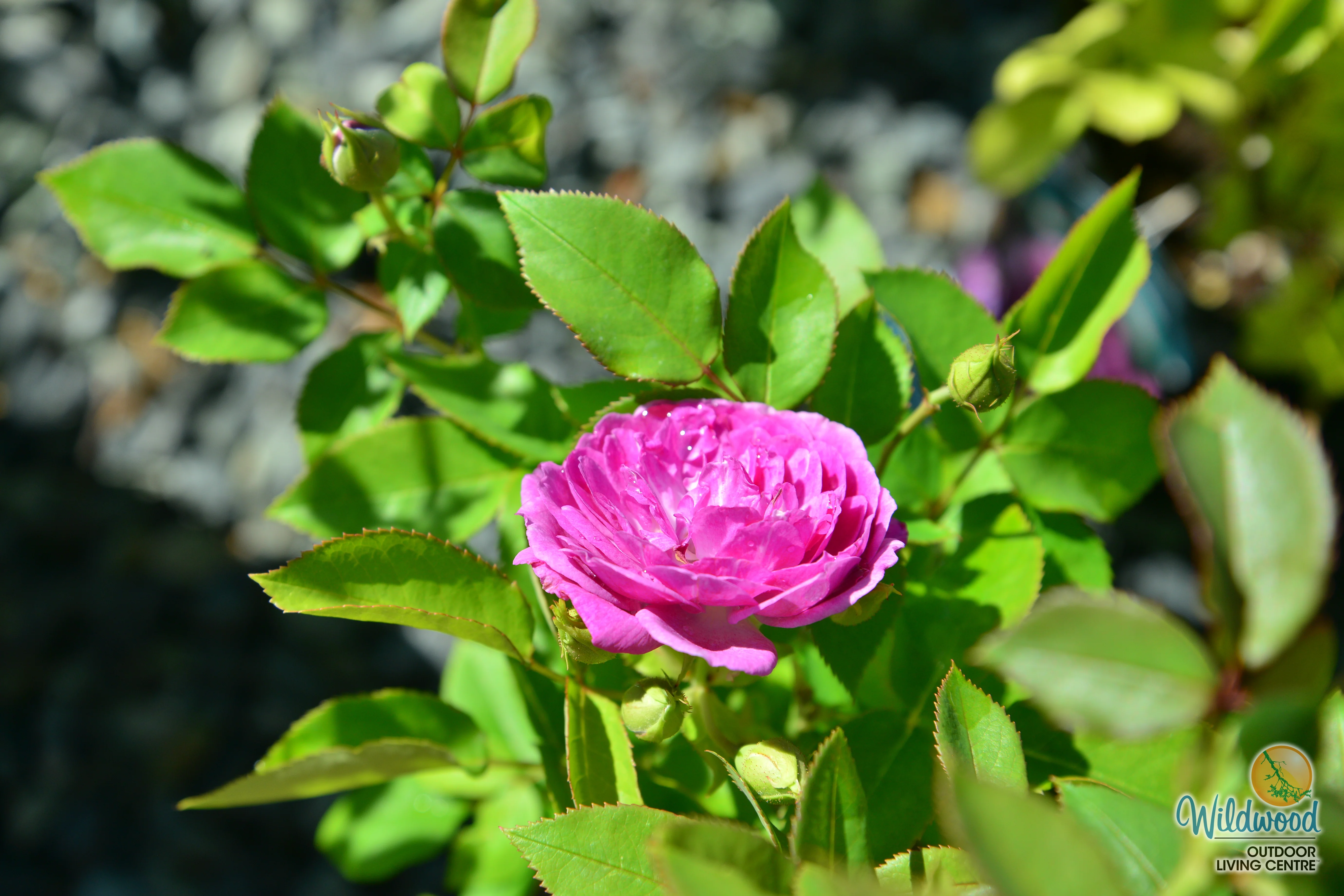 Life's Little Pleasures - Weeks Rose - Image 3