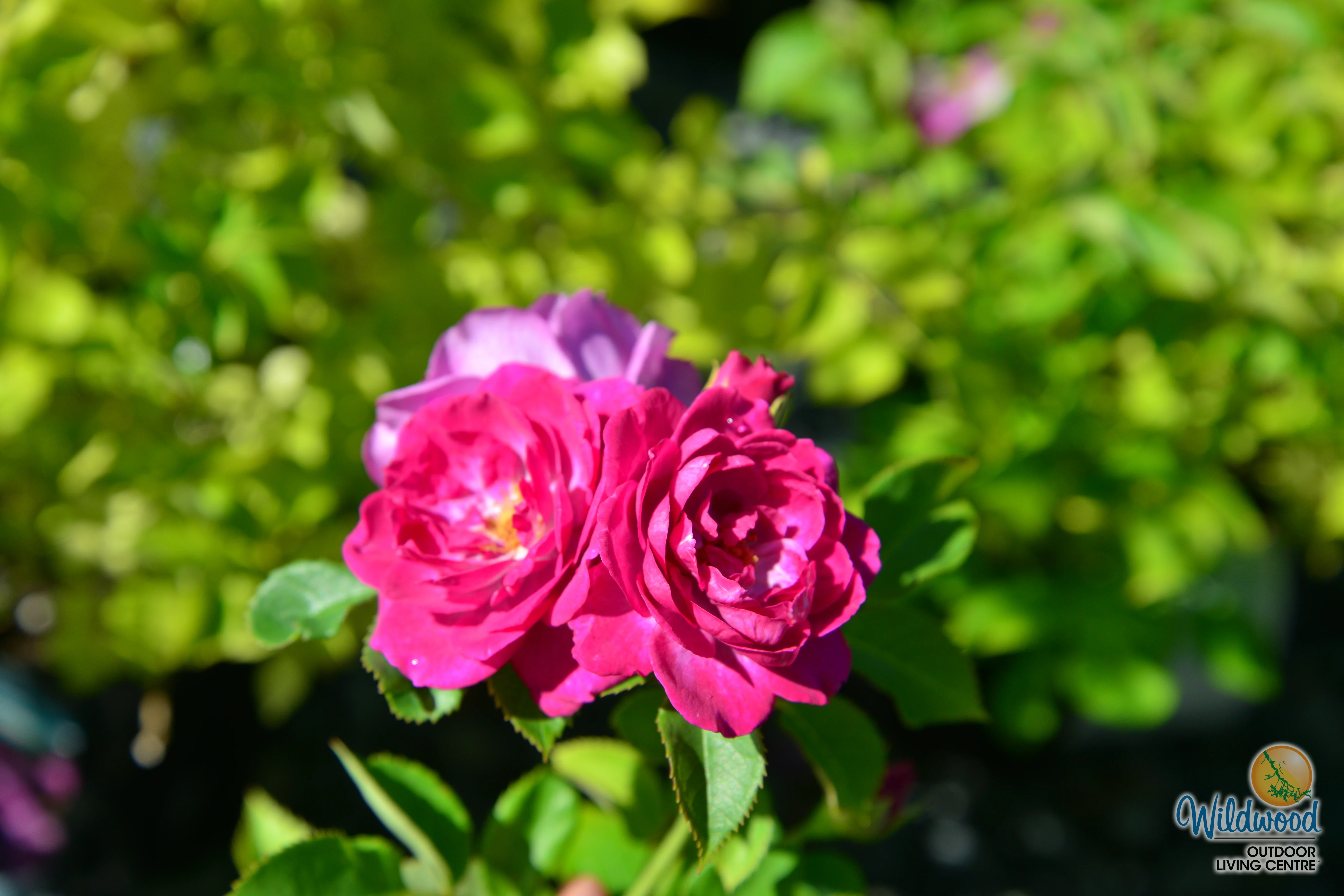 Life's Little Pleasures - Weeks Rose - Image 4