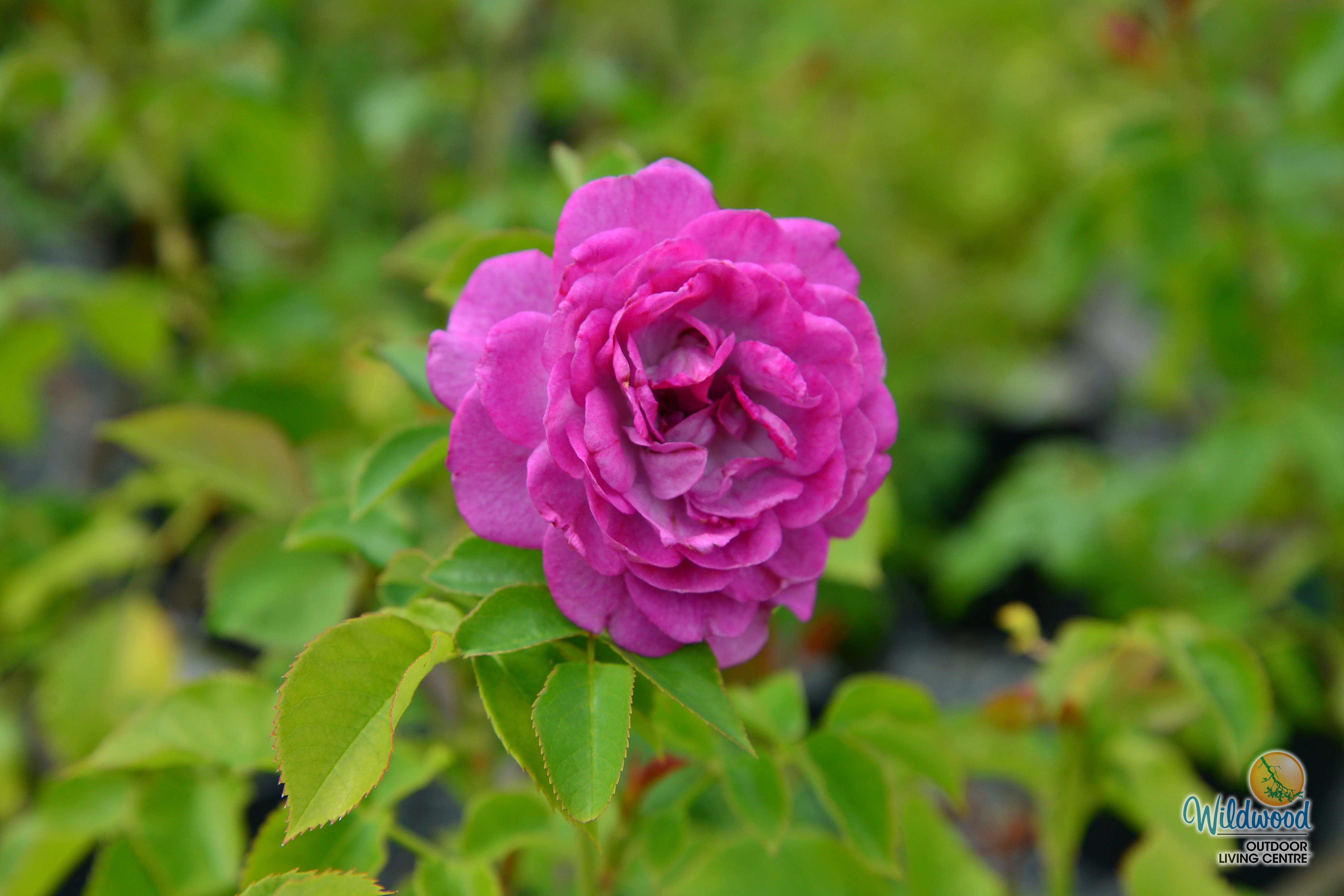 Life's Little Pleasures - Weeks Rose - Image 5