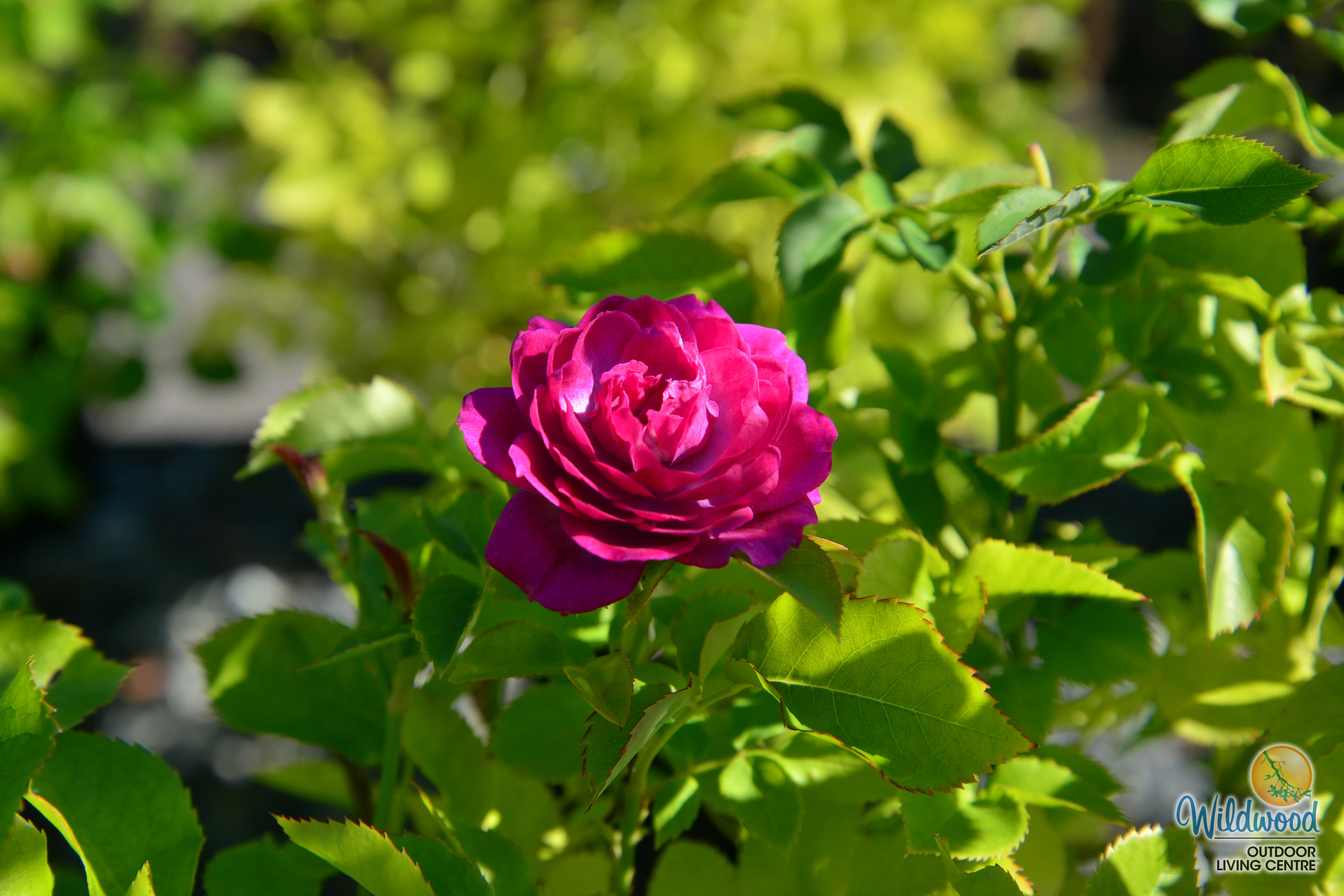 Life's Little Pleasures - Weeks Rose - Image 6