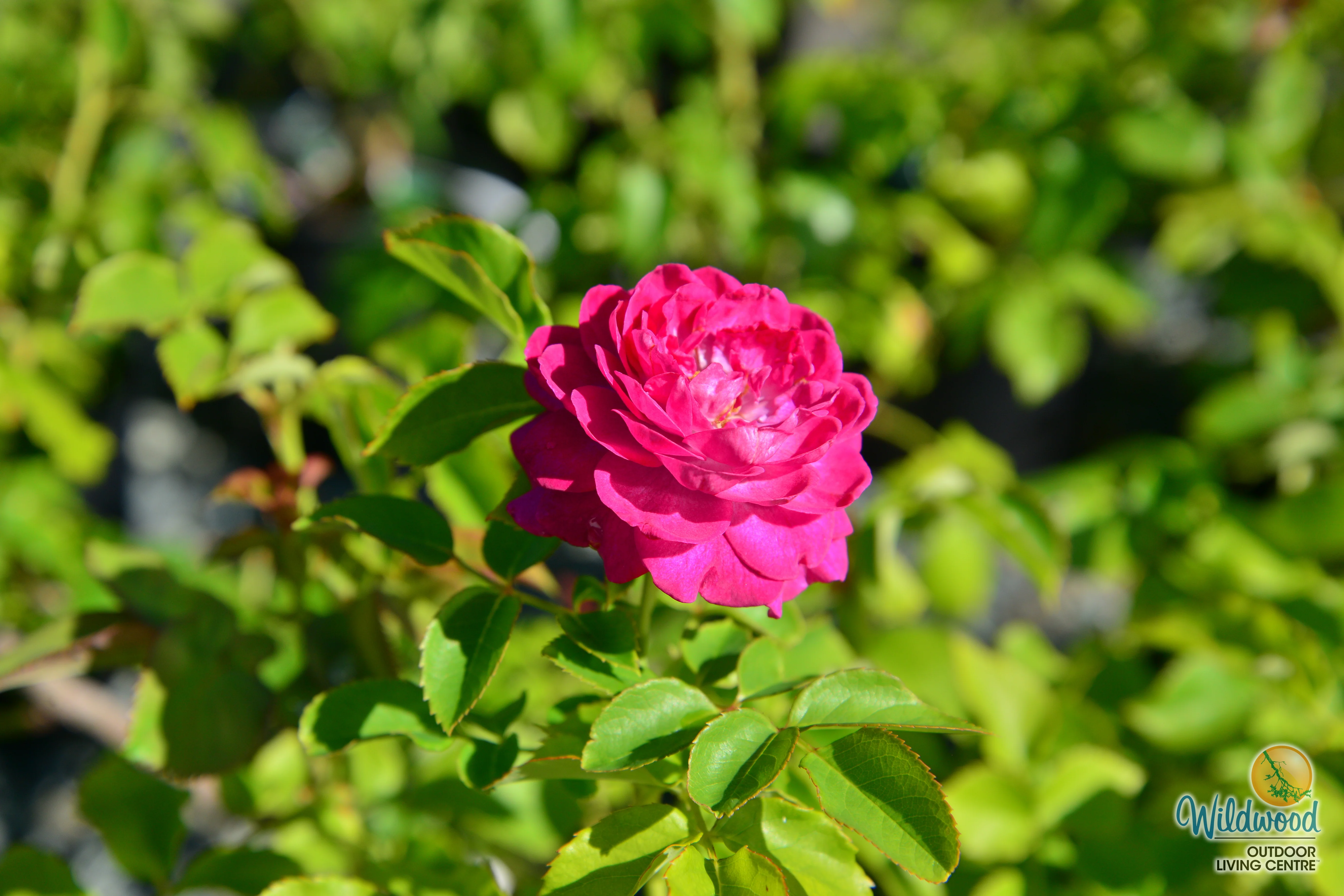 Life's Little Pleasures - Weeks Rose - Image 7