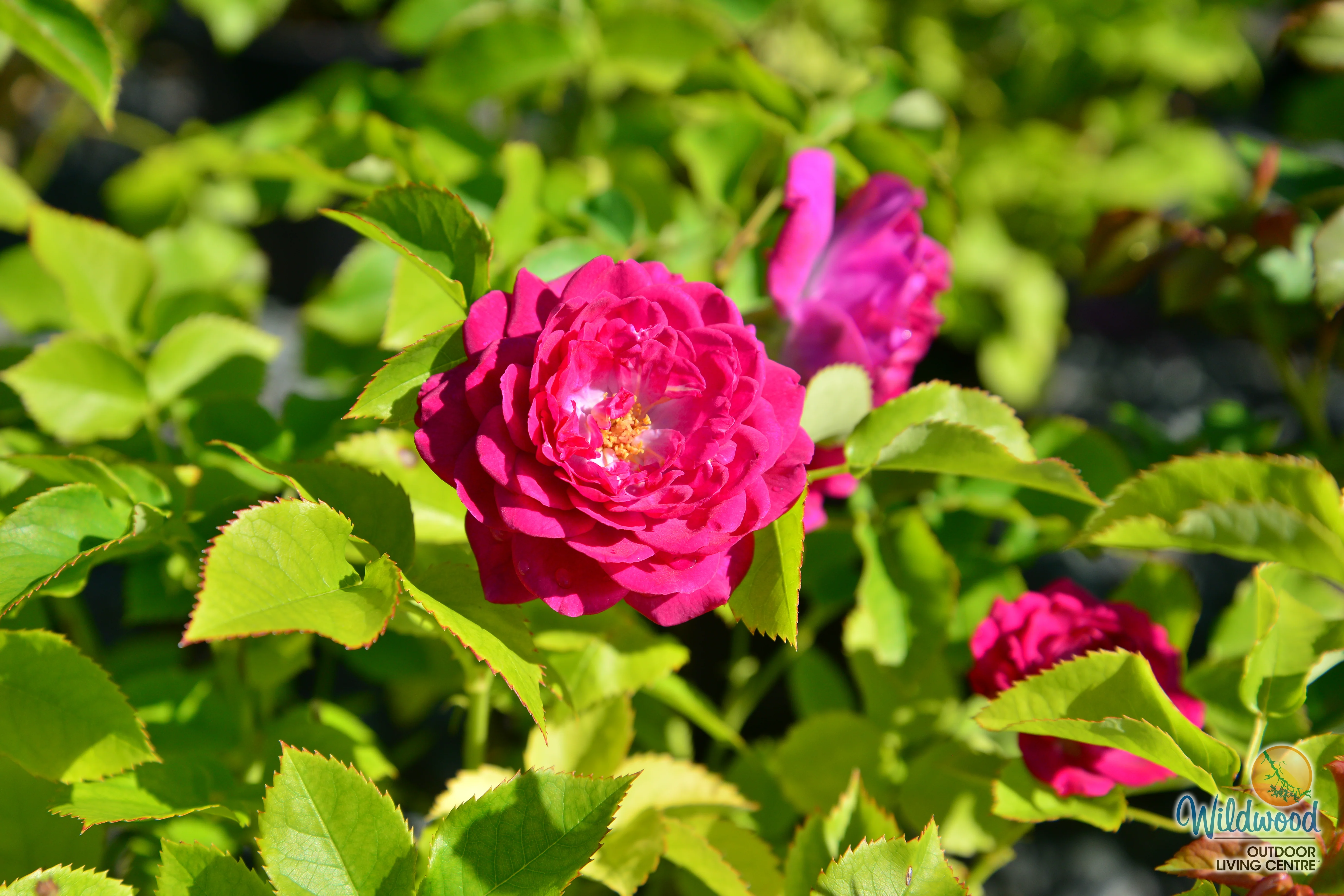 Life's Little Pleasures - Weeks Rose - Image 8