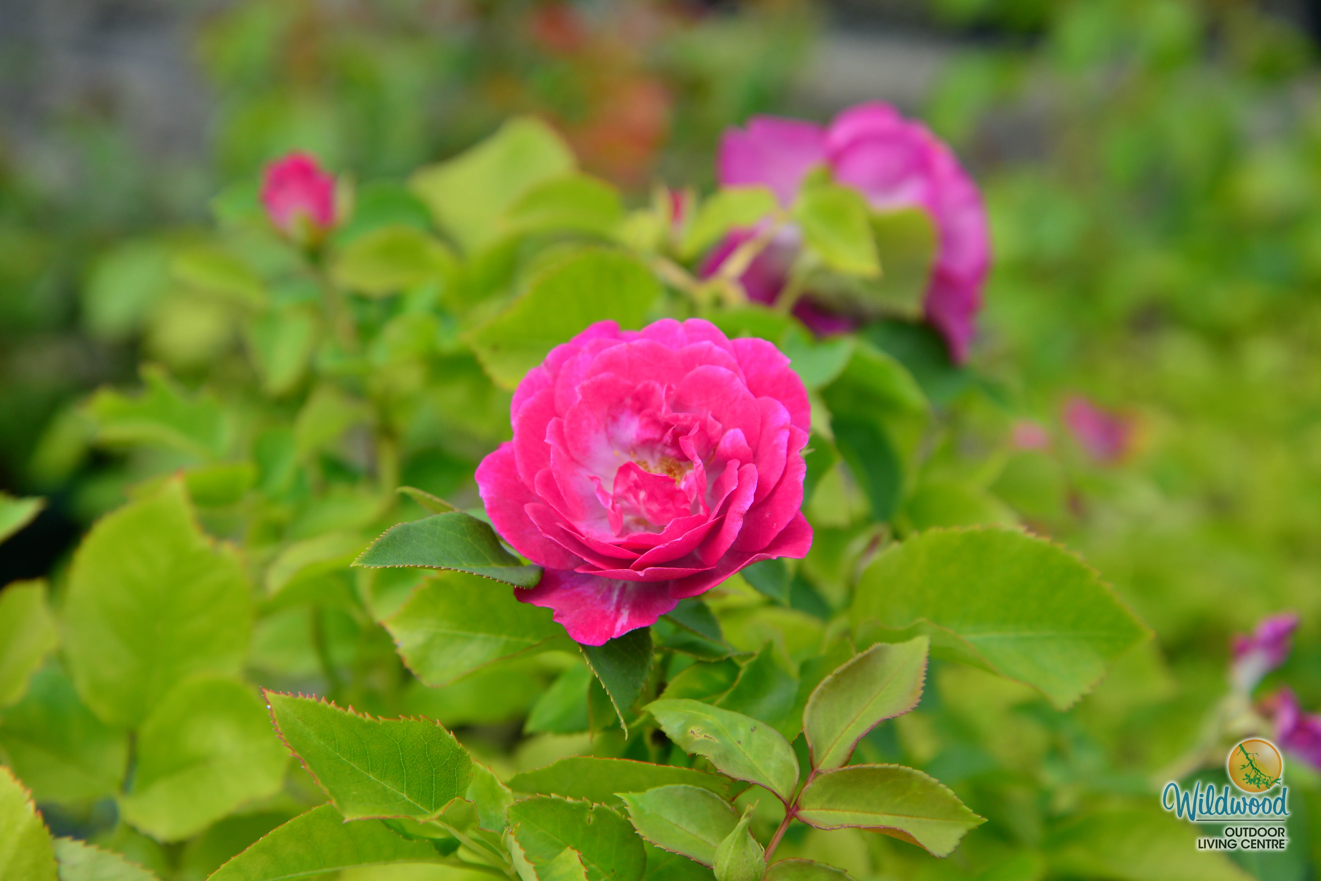 Life's Little Pleasures - Weeks Rose - Image 9