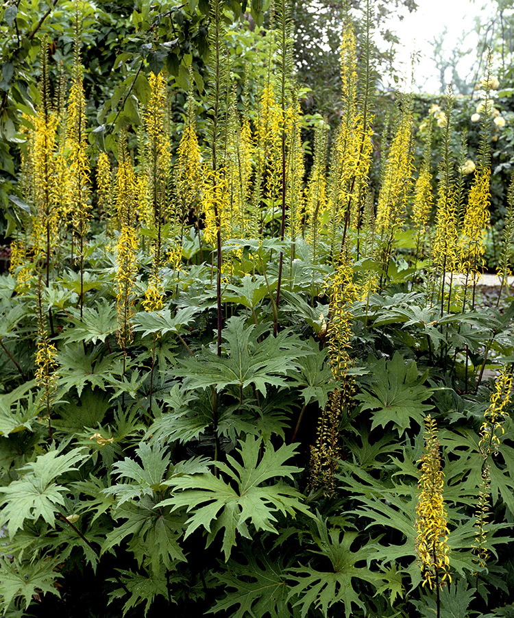 Ligularia - Przewalskii, 1 Pack - Image 2