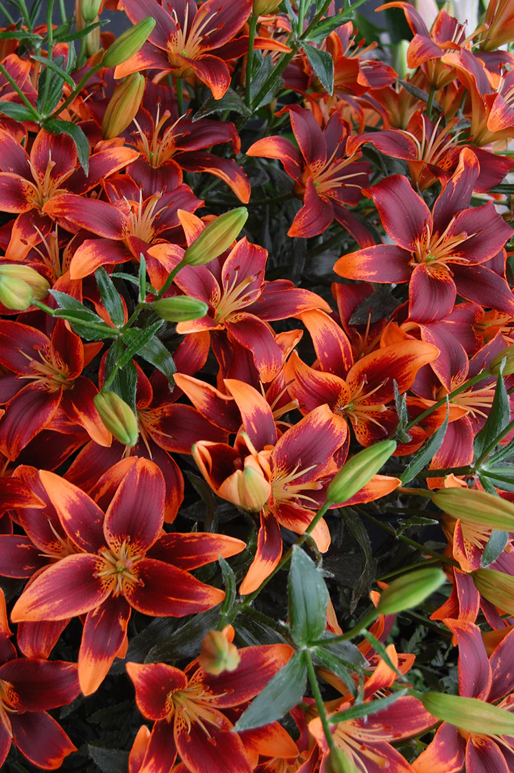 Lily, Asiatic - Forever Susan, 3 Pack - Image 3