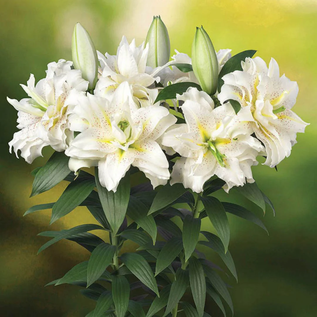 Lily, Double Oriental Kiss - Roselily Sita - Image 2