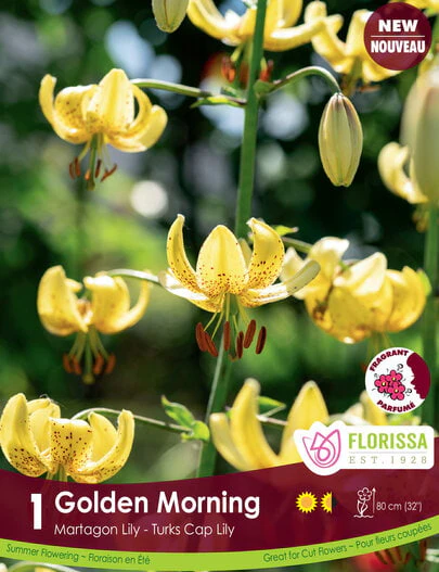 Lily Martagon - Golden Morning, 1 Pack