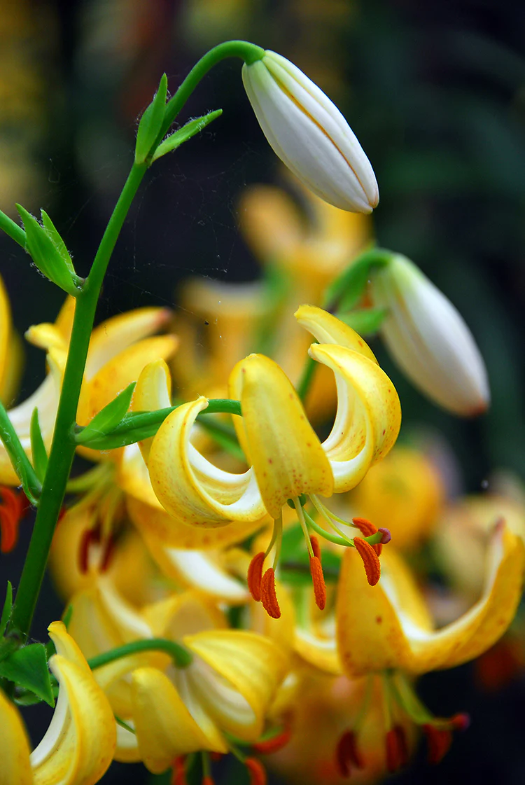 Lily Martagon - Golden Morning, 1 Pack - Image 2
